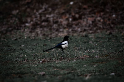 Bird on a field