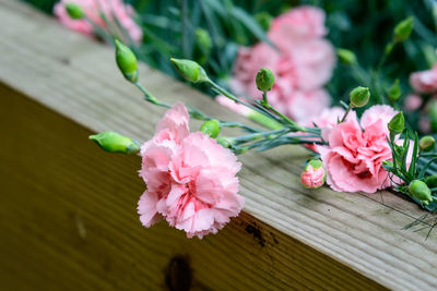 Close-up of pink flowering plant