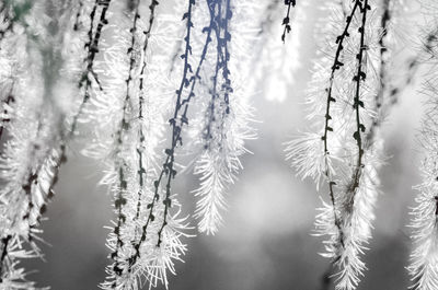 Close-up of frozen plants during winter