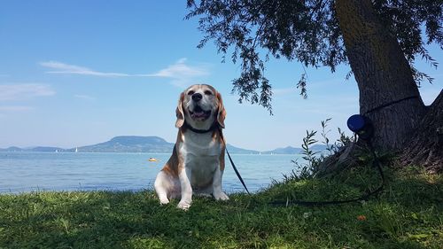 Dog standing on land against sky