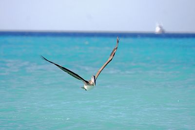 Bird flying over sea against clear sky