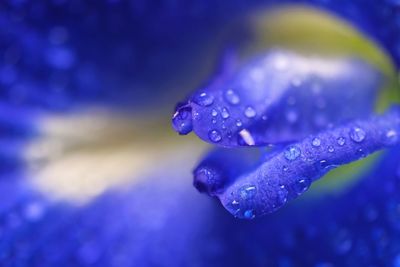 Close-up of wet purple flower