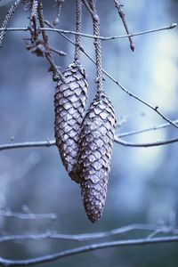 Close-up of dried plant on branch