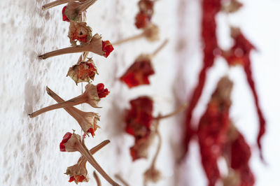 Close-up of red dried chili peppers on wall