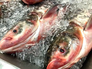 Close-up of fish for sale at market