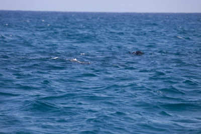 View of whale swimming in sea