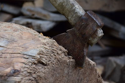 Close-up of tree stump