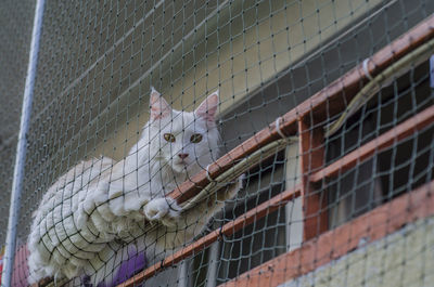 View of cat in cage