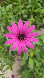 Close-up of pink flower