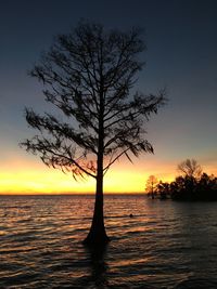 Silhouette tree by sea against sky during sunset