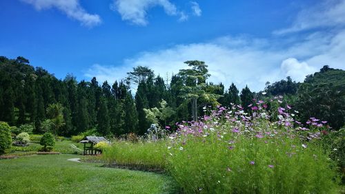 Scenic view of flowering trees on field against sky