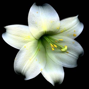 Close-up of flower against black background