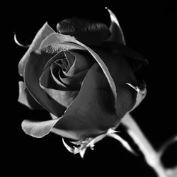 Close-up of over black background