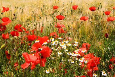 Close-up of red poppy flowers in field