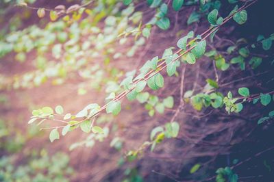 Close-up of leaves against blurred background