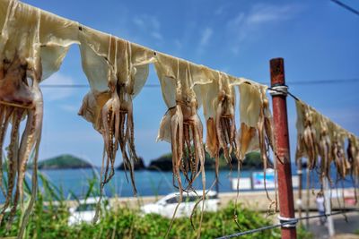 Octopuses drying on ropes against sea