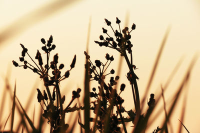 Close-up of flowers against sunset sky