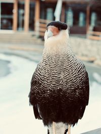 Close-up of a bird