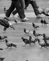 Low section of people with birds in city