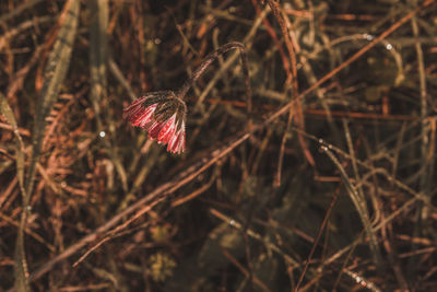 Close-up of wilted flower on field