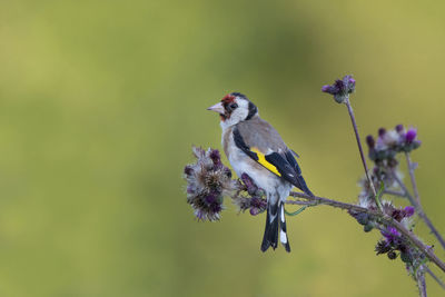 Close-up of bird perching on plant