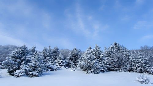 Snow covered plants against sky