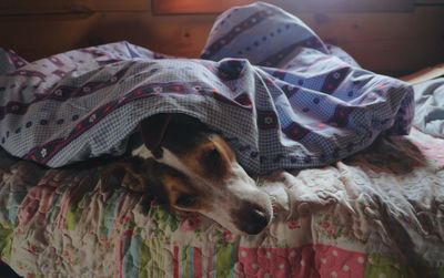 Close-up of dog relaxing on bed at home