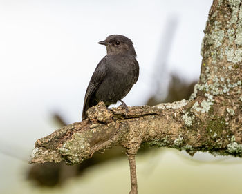 Close-up of bird perching on branch