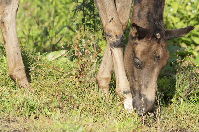 Donkey grazing on field