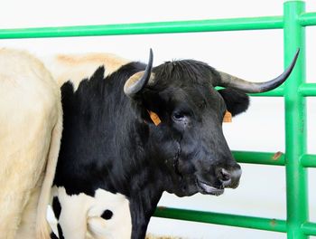 Close-up of a cow