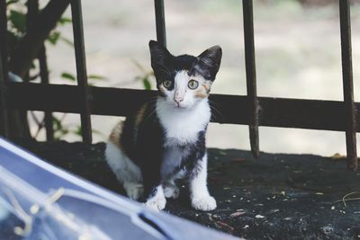 Portrait of a cat