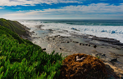 Scenic view of shore and sea against sky