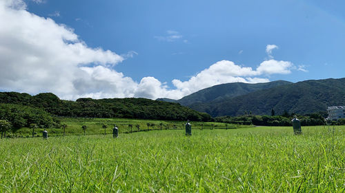 Scenic view of agricultural field against sky