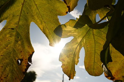 Low angle view of autumnal leaves against sky