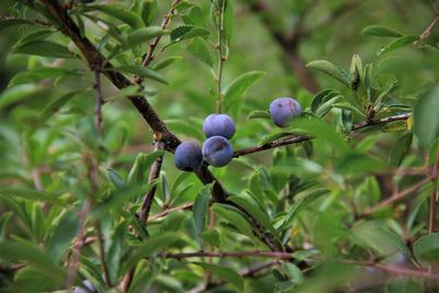 Close-up of berries growing on tree