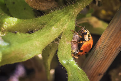 Close-up of ladybug on plant