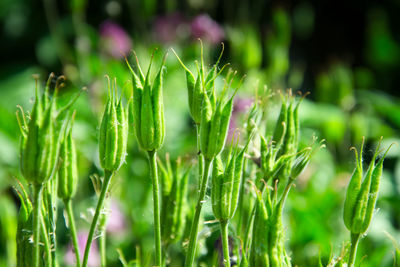 Close-up of wet plants