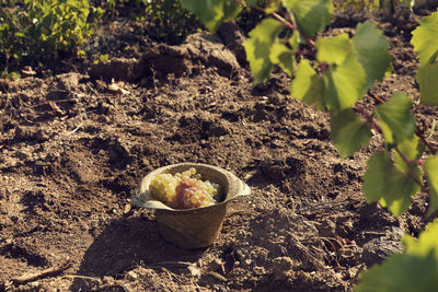 One straw hat full of grapes in a vineyard row on the ground. selective focus