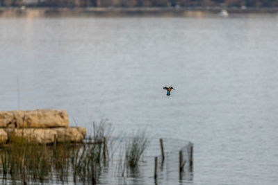 Bird flying over sea