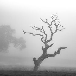 Bare trees in foggy weather