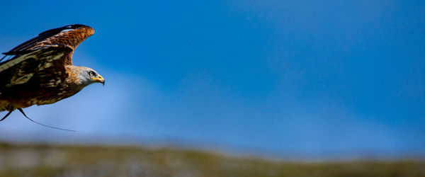 Low angle view of eagle against sky