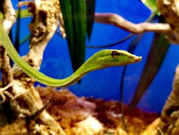 Close-up of green lizard on water