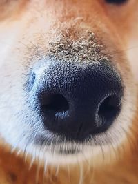 Close-up of dog