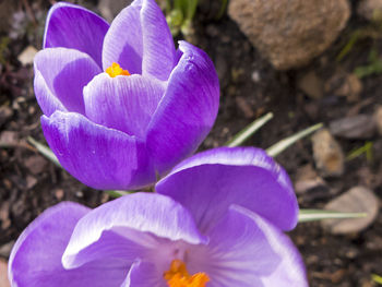 Close-up of purple crocus blooming outdoors