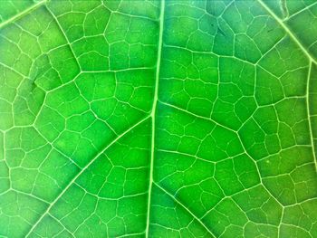 Full frame shot of green leaf