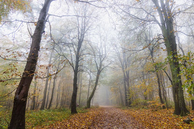 Trees in forest during autumn