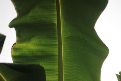 Close-up of green leaves on plant