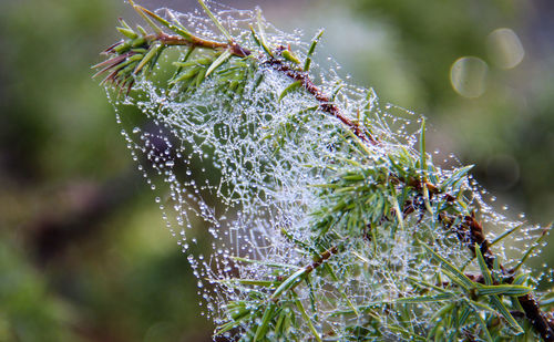 Close-up of plant