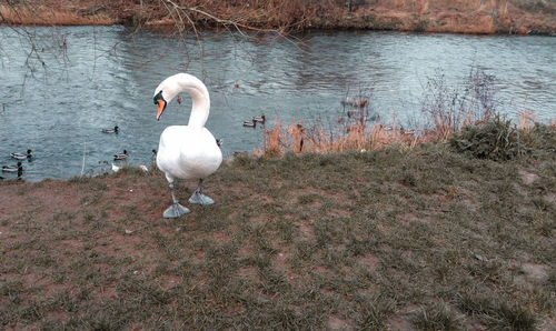 Swan on lakeshore