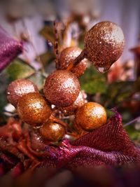 Close-up of fruits on plant